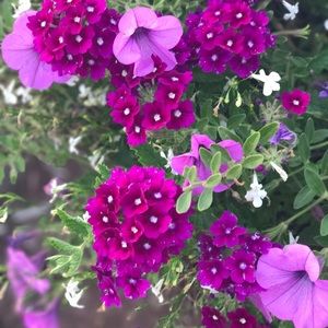 Meet your Posher, Whitney